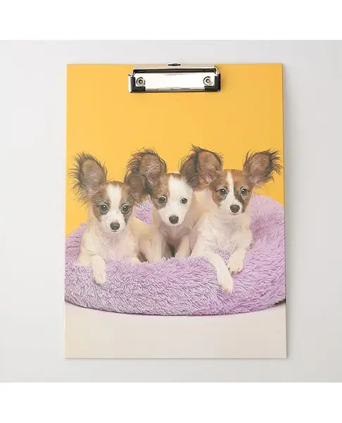 Exam Board Puppy Print - Orange